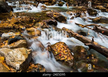 Kaskadierende Gebirgsbach mit herbstlichen Herbstblättern. Die Natur schafft zusätzliche Schönheit, nachdem die Blätter gefallen sind. Waldboden ist eine weitere Palette. Stockfoto