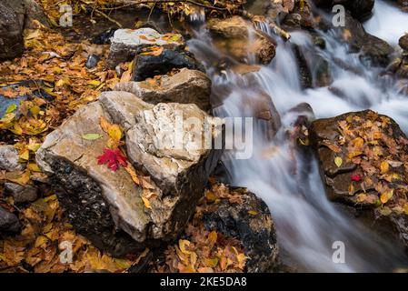 Kaskadierende Gebirgsbach mit herbstlichen Herbstblättern. Die Natur schafft zusätzliche Schönheit, nachdem die Blätter gefallen sind. Waldboden ist eine weitere Palette. Stockfoto