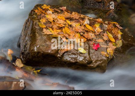 Ein rotes Ahornblatt auf einem Flussfelsen veranschaulicht die natürliche Schönheit, Muster und Texturen der Natur. Stockfoto