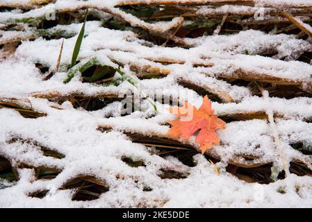 Ein einsames Ahornblatt mit Wassertröpfchen auf einem Waldgrasbett. Stockfoto