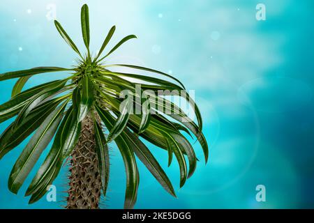 Palmen über abstrakt verschwommenem sonnigen tropischen Strand Hintergrund. Madagaskar Palmkaktus wächst in Madagaskar und Afrika. Sukkulente Pflanze. Werbung Stockfoto