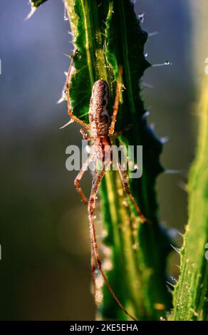 Eine vertikale Makroaufnahme einer Tetragnatha montana Spinne auf einer dornigen Pflanze Stockfoto