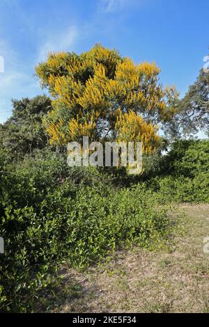 Blühender Baum im Buschwald Pantanal, Mato Grosso, Brasilien. Juli Stockfoto