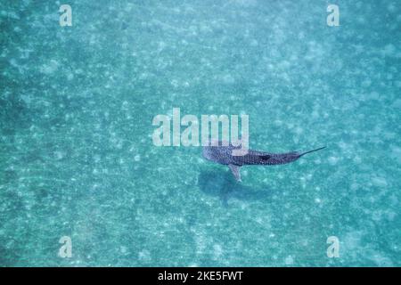 Whalesharks schwimmen in Ozeandrohnen-Luftaufnahmen Cebu Philippinen Stockfoto