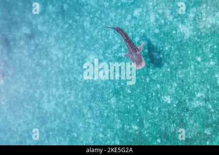 Whalesharks schwimmen in Ozeandrohnen-Luftaufnahmen Cebu Philippinen Stockfoto