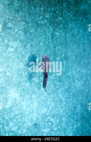 Whalesharks schwimmen in Ozeandrohnen-Luftaufnahmen Cebu Philippinen Stockfoto