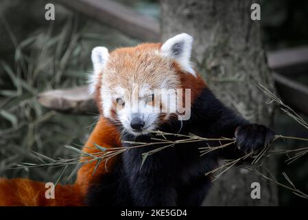 Ein roter Panda in Gefangenschaft in einem Zoo in England. In Gefangenschaft in einem Zoo in England. Stockfoto