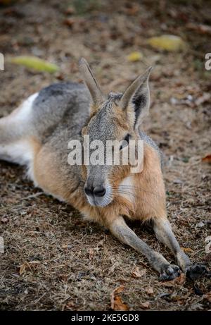 Eine patagonische mara in Gefangenschaft in einem Zoo in England. Stockfoto