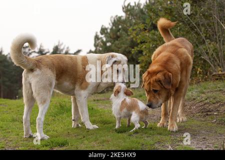 3 Hunde Stockfoto