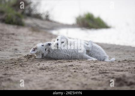 Kuvasz Welpen Stockfoto