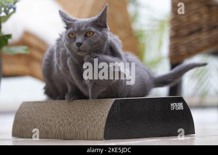 Chartreux Stockfoto