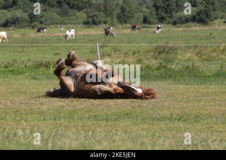 coldblood auf der Wiese Stockfoto