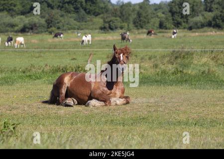 coldblood auf der Wiese Stockfoto