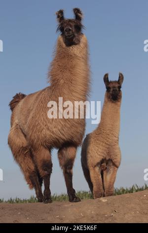 Lama Stockfoto