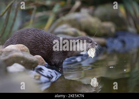 Asiatische Small - kratzte Otter Stockfoto