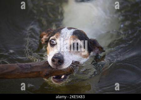 Jack Russell Terrier am Wasser Stockfoto