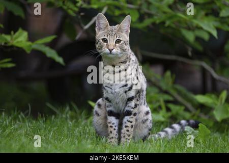 Savannah F1 Generation Stockfoto