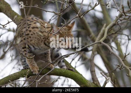 Savannah F1 Generation Stockfoto