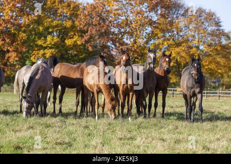 Junge arabische Pferde Stockfoto