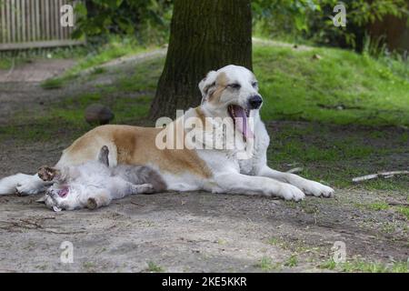 Mastin Espanol und Ragdoll Stockfoto