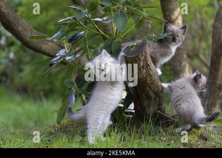 Ragdoll Kätzchen Stockfoto