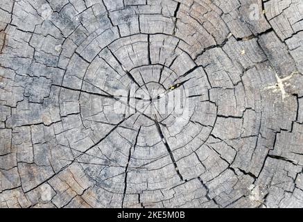 Idealer runder, abgeschnittener Baum mit Jahresringen und Rissen. Stockfoto