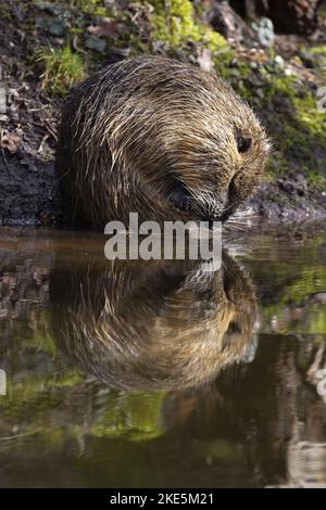 Nutria wird vererbung Stockfoto