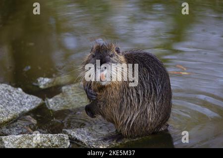 Sitzende Nutria Stockfoto