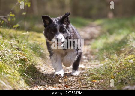 Border-Collie-Welpen Stockfoto