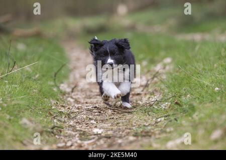 Border-Collie-Welpen Stockfoto