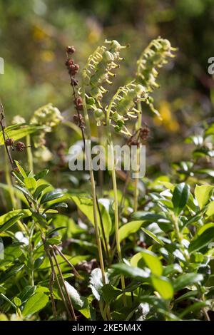 Nickendes Birngrün, Nickendes Wintergrün, Einseitswendiges Wintergrün, Birngrün, Orthilia secunda, Ramischia secunda, Pyrola secunda, Sidegells Winter Stockfoto