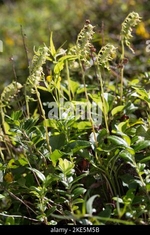 Nickendes Birngrün, Nickendes Wintergrün, Einseitswendiges Wintergrün, Birngrün, Orthilia secunda, Ramischia secunda, Pyrola secunda, Sidegells Winter Stockfoto