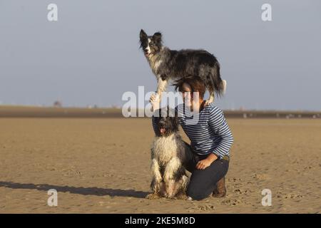 Border-Collie-Schaffudel Stockfoto