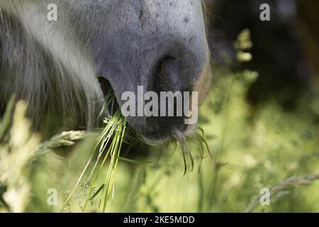 Irish Tinker Mund Stockfoto