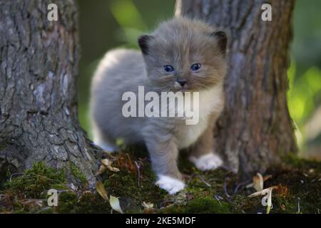 Ragdoll Kätzchen Stockfoto