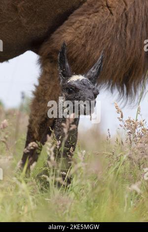 Lama Stockfoto