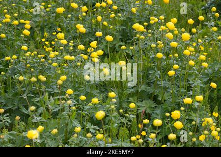 Europäische Trollblume, Troll-Blume, Trollius europaeus, Europäische Globeflower, Globeflower, Globe Flower, Trolle d´Europa Stockfoto