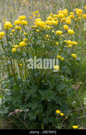 Europäische Trollblume, Troll-Blume, Trollius europaeus, Europäische Globeflower, Globeflower, Globe Flower, Trolle d´Europa Stockfoto