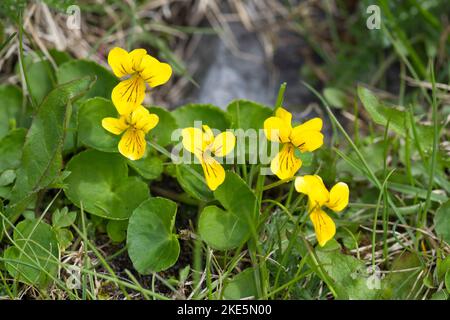 Zweiblütiges Veilchen, Gelbes Veilchen, Gelbes Bergveilchen, Viola biflora, Alpengelb-violett, arktisches Gelbviolett, Twoflower-Violett, La pensée à Stockfoto