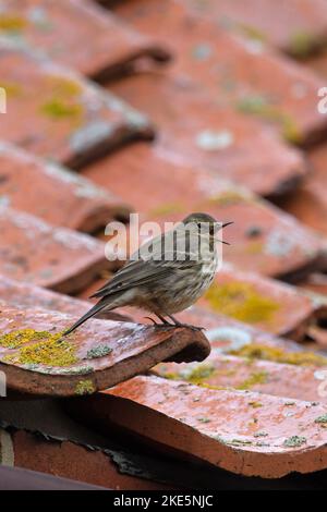 Rock Pipit (Anthus petrosus) auf Pantiledach Norfolk UK GB Oktober 2022 Stockfoto