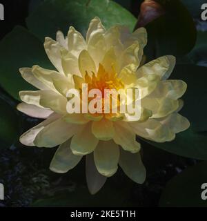 Nahaufnahme der schönen cremig gelben und orangen Seerose ' Mangkala ubol ' Blume blüht im tropischen Garten Stockfoto