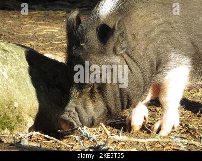 Eine Nahaufnahme eines schwarzen Schweins, das auf einem Bauernhof Stroh frisst Stockfoto