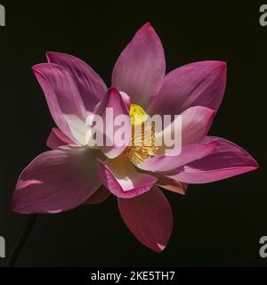 Nahaufnahme einer isolierten, leuchtend rosa Lotusblume, die im Freien im Sonnenlicht auf schwarzem Hintergrund blüht Stockfoto