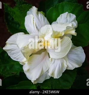 Nahaufnahme der schönen weißen Doppelschicht-Hibiscus rosa sinensis-Blume, die im Freien auf natürlichem Hintergrund blüht Stockfoto