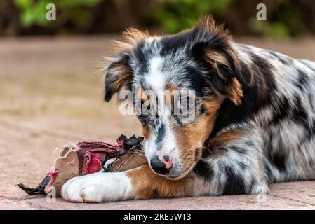 Porträt eines australischen Schäferhundes, der an den Resten eines Sneakers knabbert Stockfoto