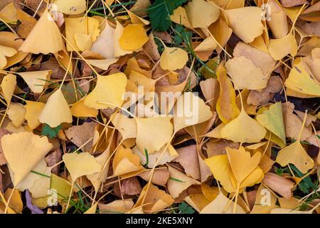 Iver, Buckinghamshire, Großbritannien. 10.. November 2022. Es war heute ein kühlerer Tag im Langley Park Country Park, als die Leute draußen im Park spazieren gingen und die Herbstfarben betraten. Brombeeren wachsen immer noch und Rhododendron-Sträucher blühen trotz November. Quelle: Maureen McLean/Alamy Live News Stockfoto