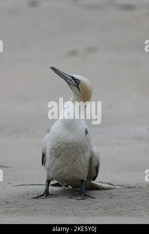 Gannet stirbt am schottischen Strand, infiziert mit Vogelgrippe (Vogelgrippe, H5N1) Stockfoto