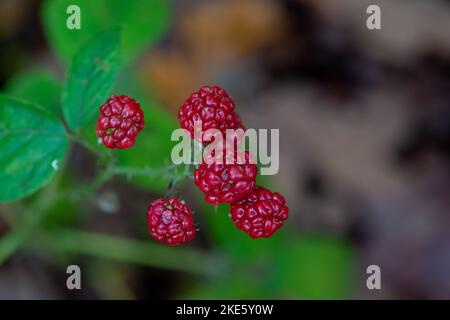 Iver, Buckinghamshire, Großbritannien. 10.. November 2022. Es war heute ein kühlerer Tag im Langley Park Country Park, als die Leute draußen im Park spazieren gingen und die Herbstfarben betraten. Brombeeren wachsen immer noch und Rhododendron-Sträucher blühen trotz November. Quelle: Maureen McLean/Alamy Live News Stockfoto