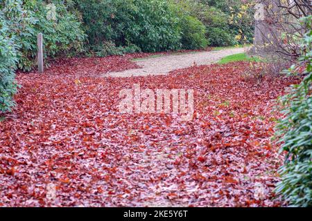 Iver, Buckinghamshire, Großbritannien. 10.. November 2022. Es war heute ein kühlerer Tag im Langley Park Country Park, als die Leute draußen im Park spazieren gingen und die Herbstfarben betraten. Brombeeren wachsen immer noch und Rhododendron-Sträucher blühen trotz November. Quelle: Maureen McLean/Alamy Live News Stockfoto