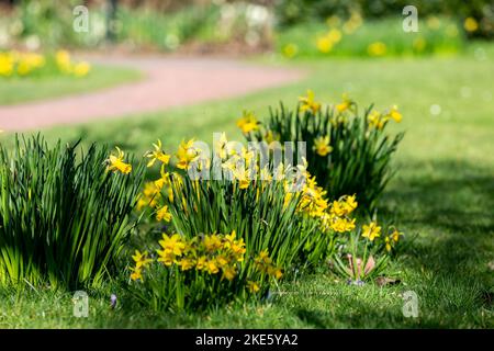 Narzissen wachsen im Frühlingssonne Stockfoto